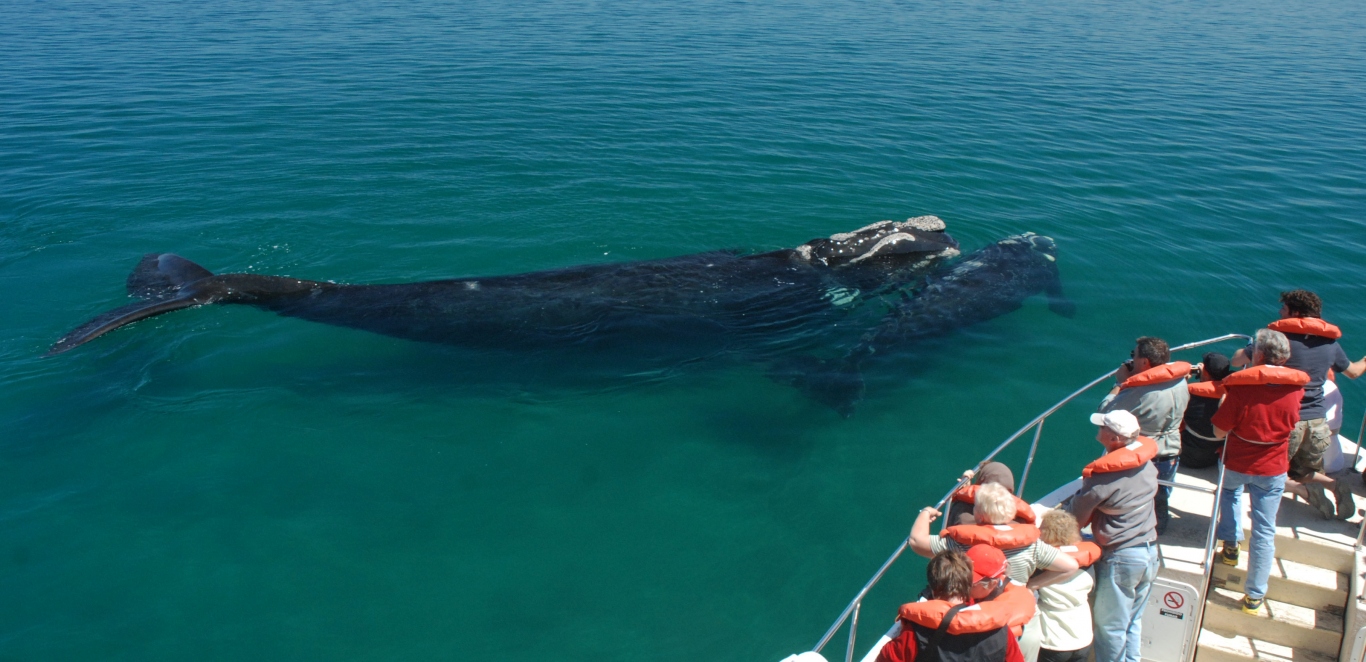 avistaje de ballenas (26)