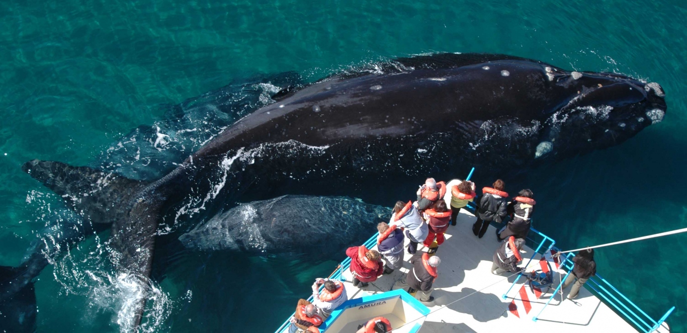 avistaje de ballenas (19)