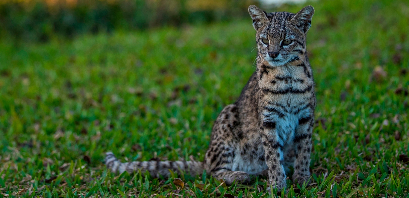 Leopardo