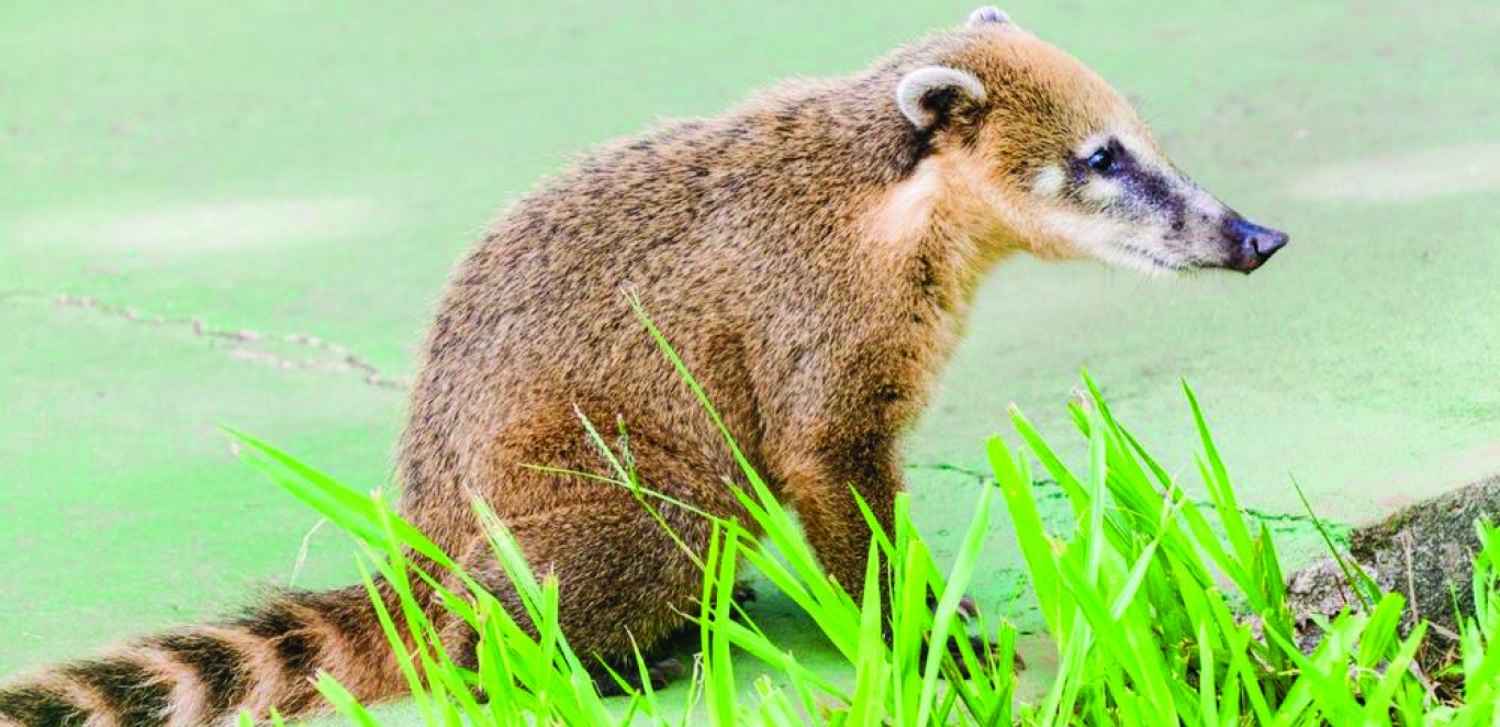 Coati