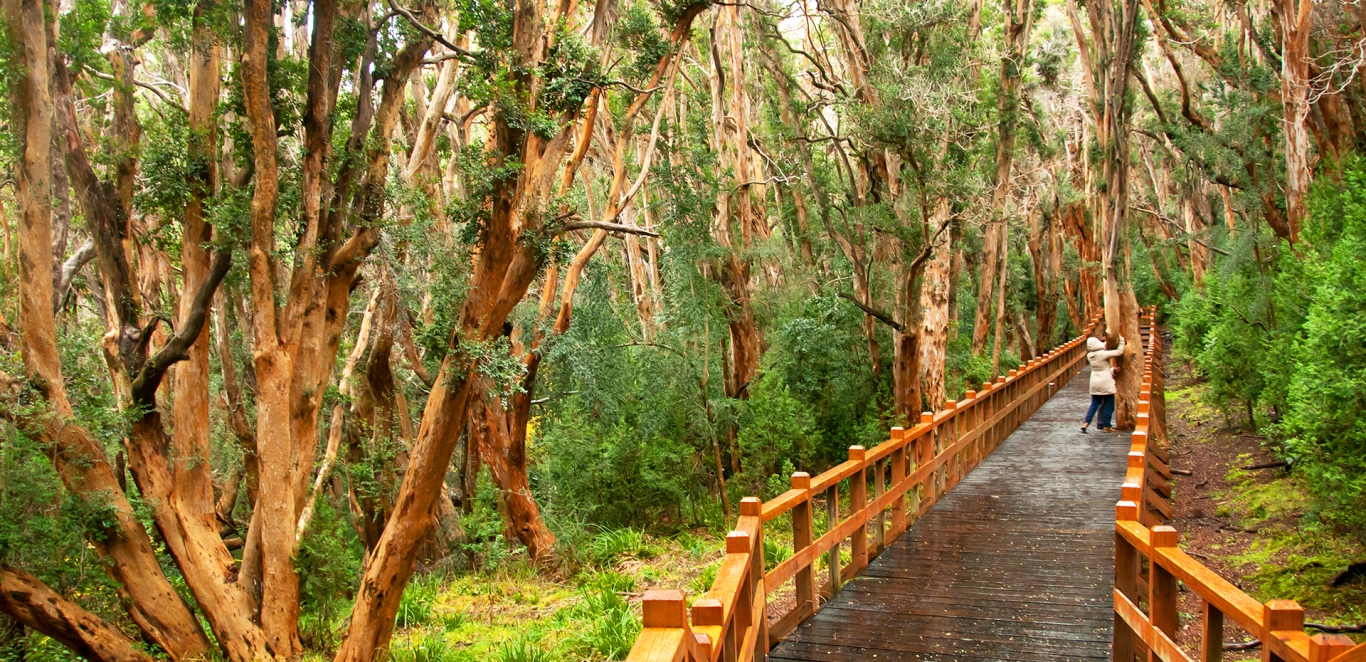 Bosque de Arrayanes pasarelas