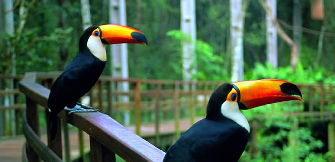 Foz do Iguazu - Parque de Aves