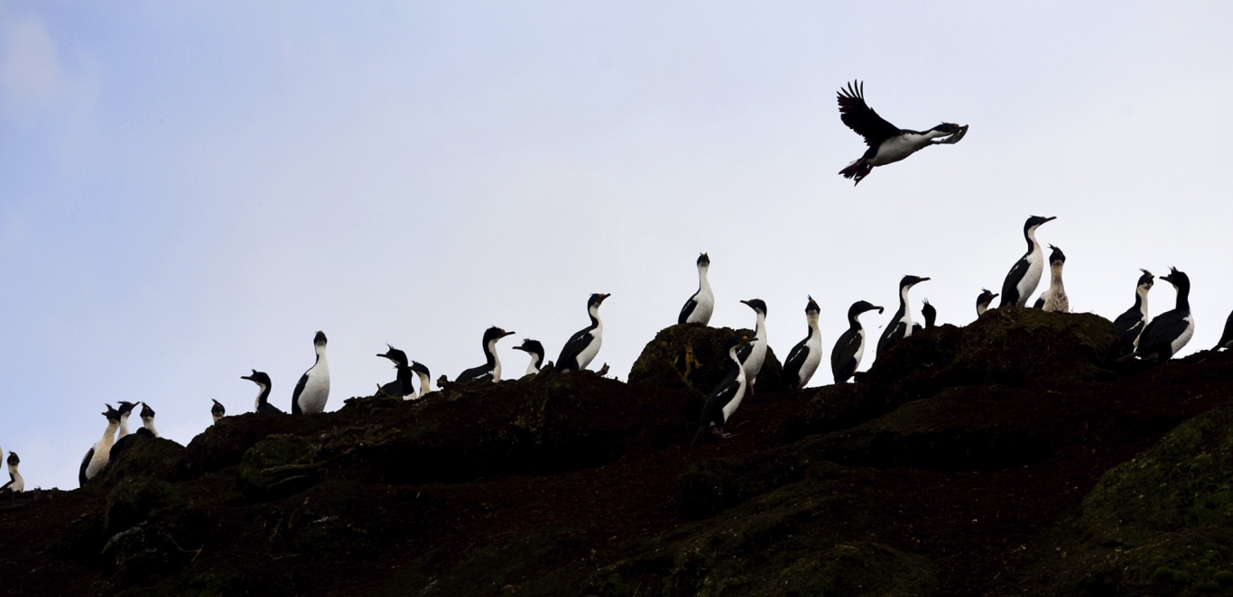 Cormoranes - Fauna - Crucero Australis