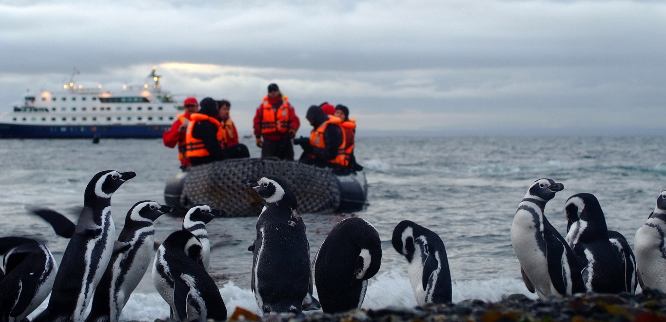 Ping&Atilde;&frac14;inos - Barco Stella Australis