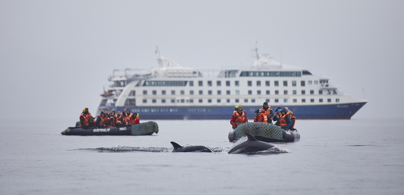 Orcas - Crucero - Patagonia chilena