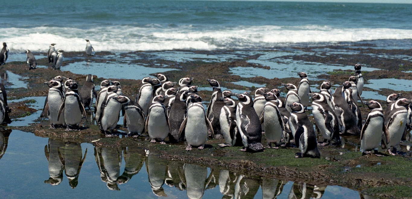 Punta Tombo