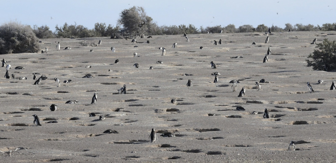 Colonia de PingÃ¼inos - Puerto Madryn
