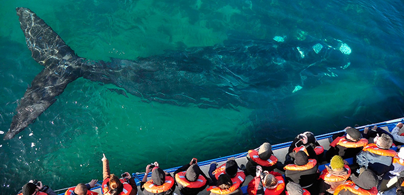 Avistaje de ballenas - Puerto Madryn