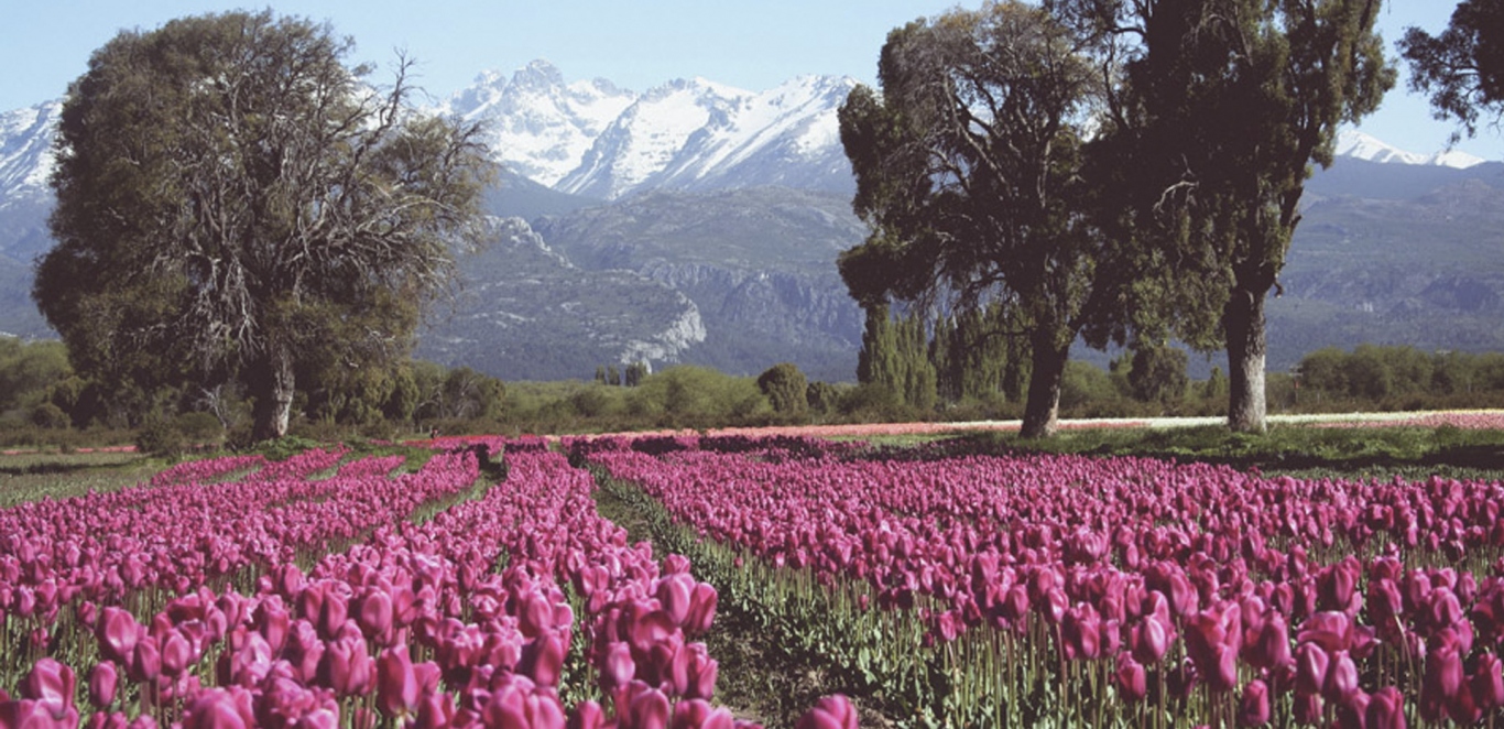 Campo de Tulipanes