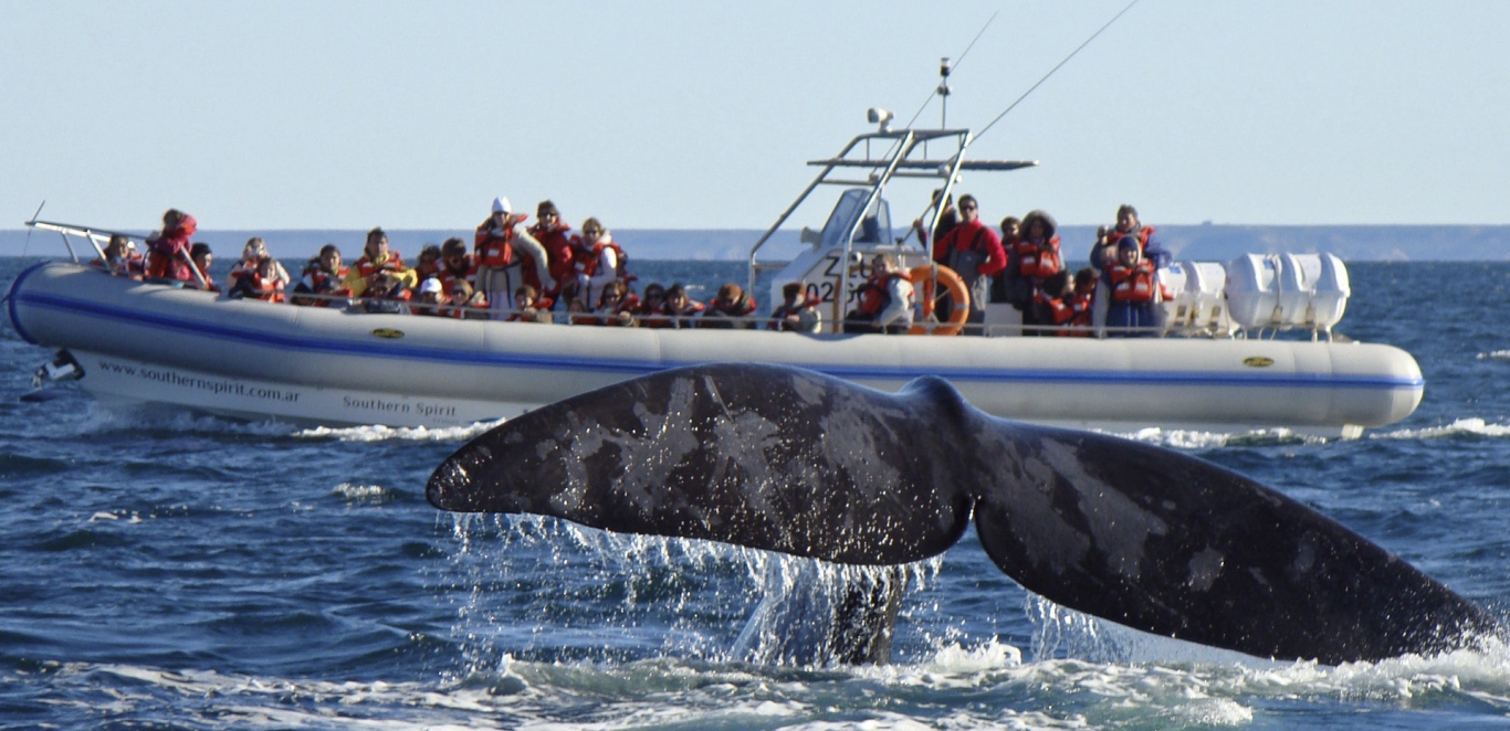 Avistaje de ballenas embarcado