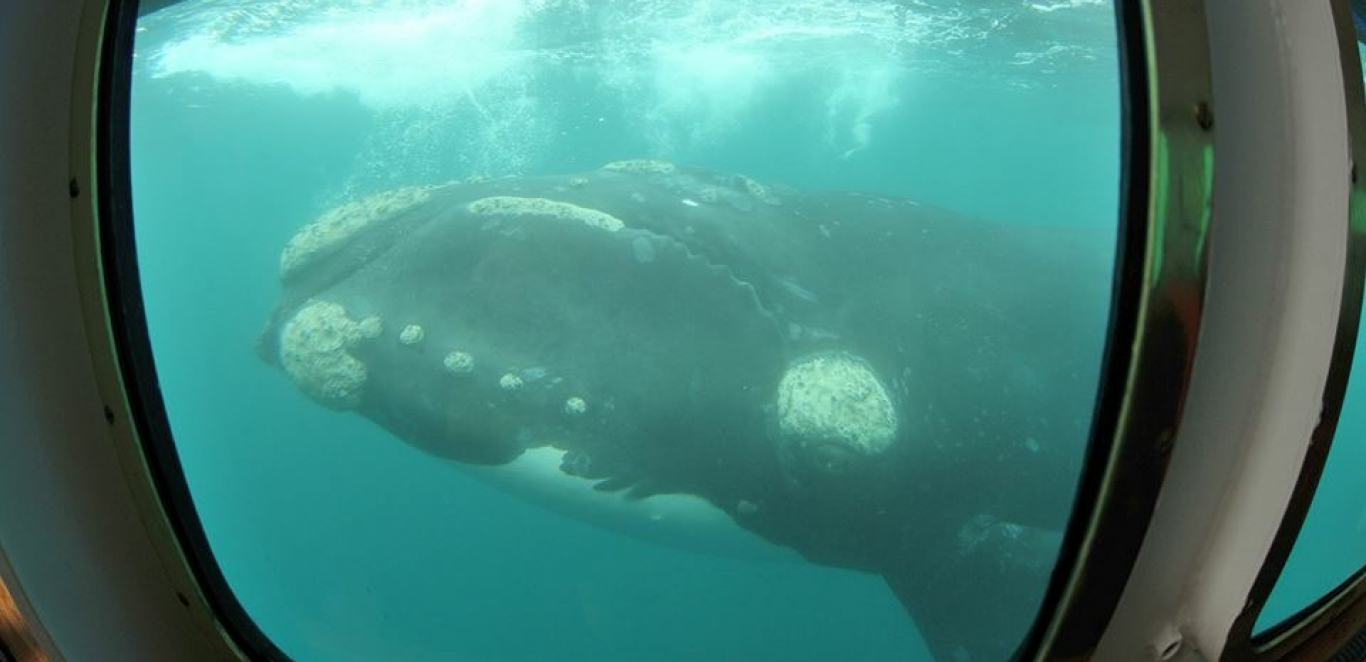 Solo ballenas