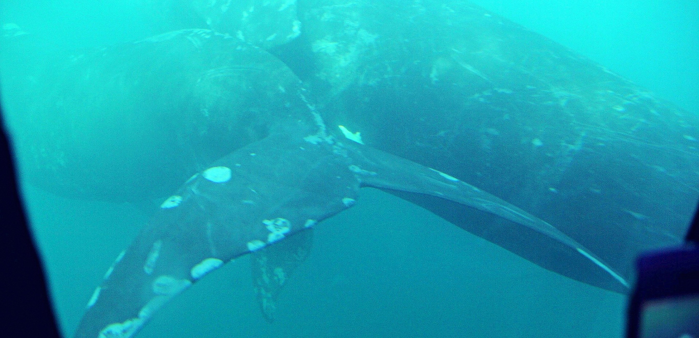 Avistaje debajo del agua - Puerto Piramides