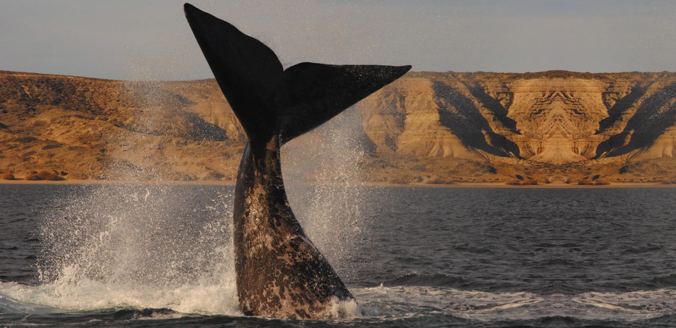 Avistaje de ballena Franca Austral