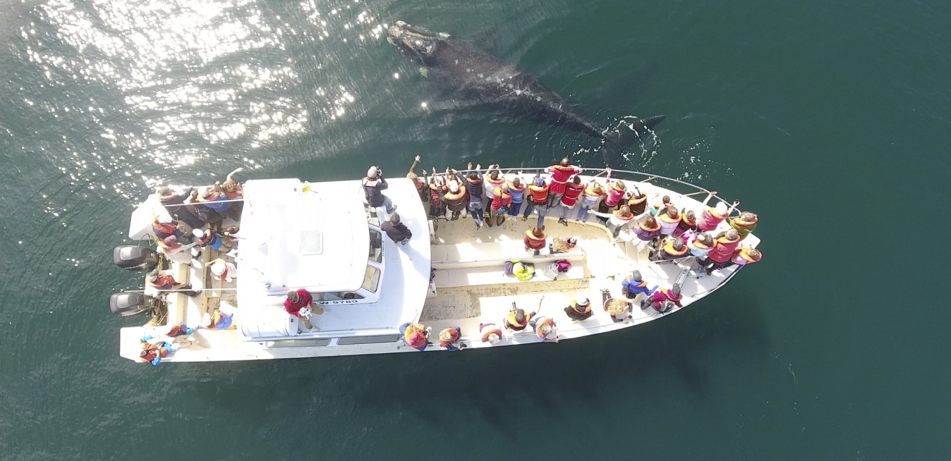 Ballena Franca Austral - Peninsula de Valdes