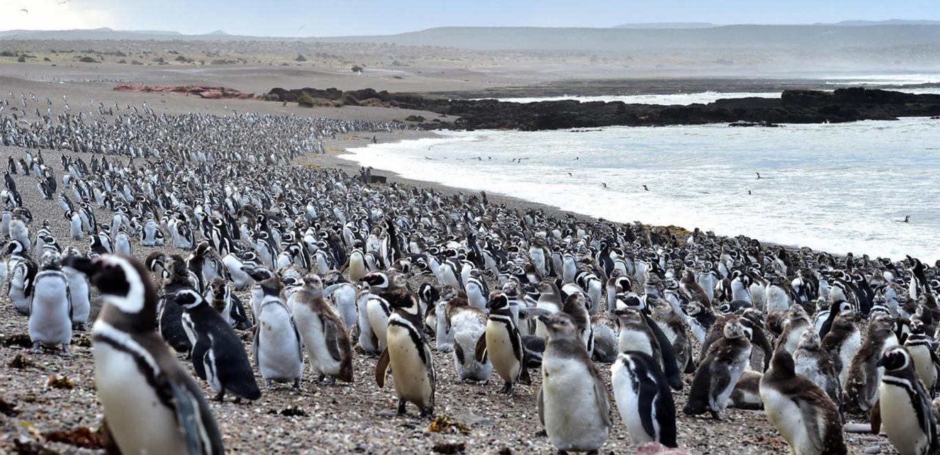 Tombo - Ping&Atilde;&frac14;inos - Puerto Madryn - Patagonia Arg