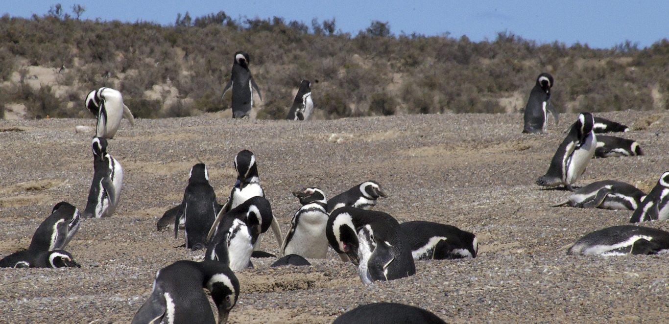 Ping&Atilde;&frac14;inos - Puerto Madryn - Patagonia Argentina