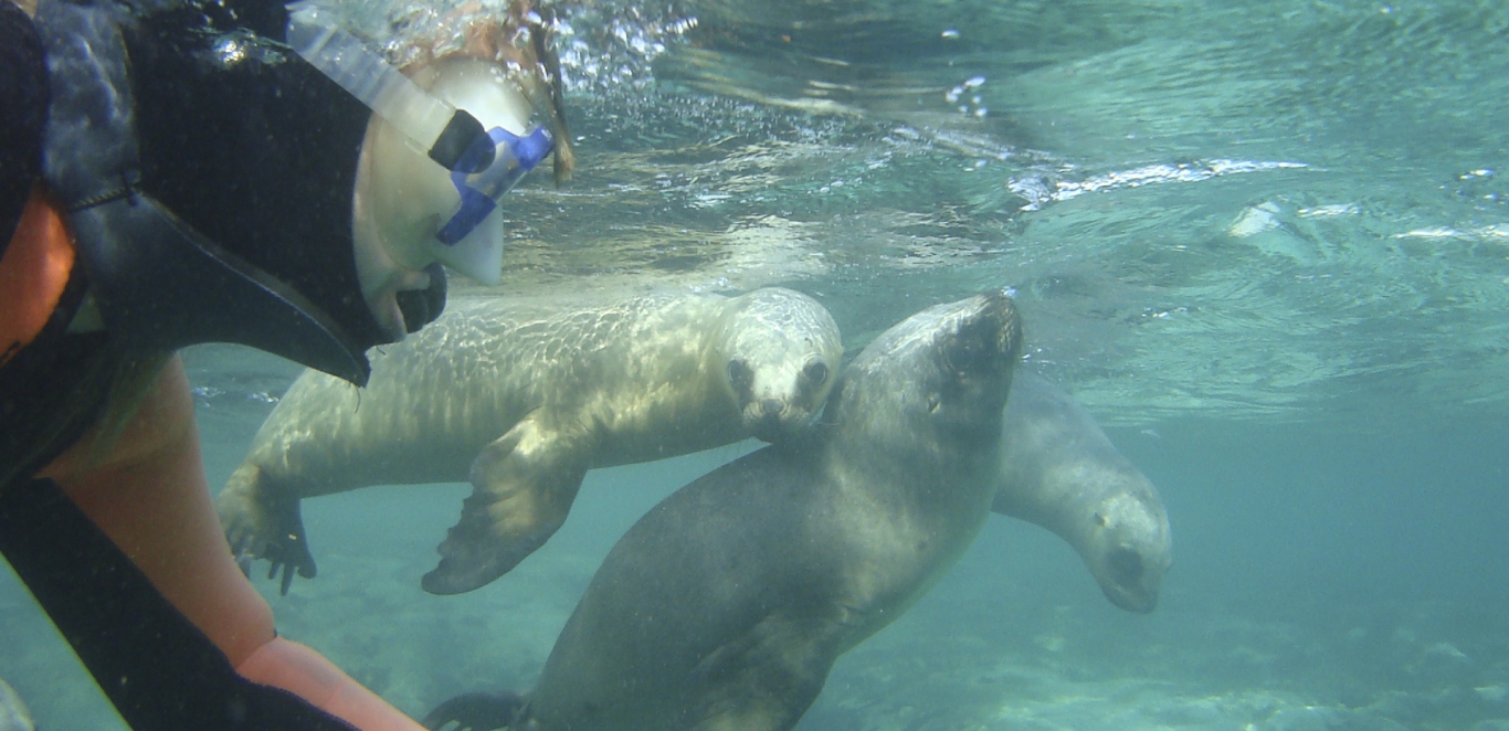 Snorkeling con lobos - Puerto Madryn