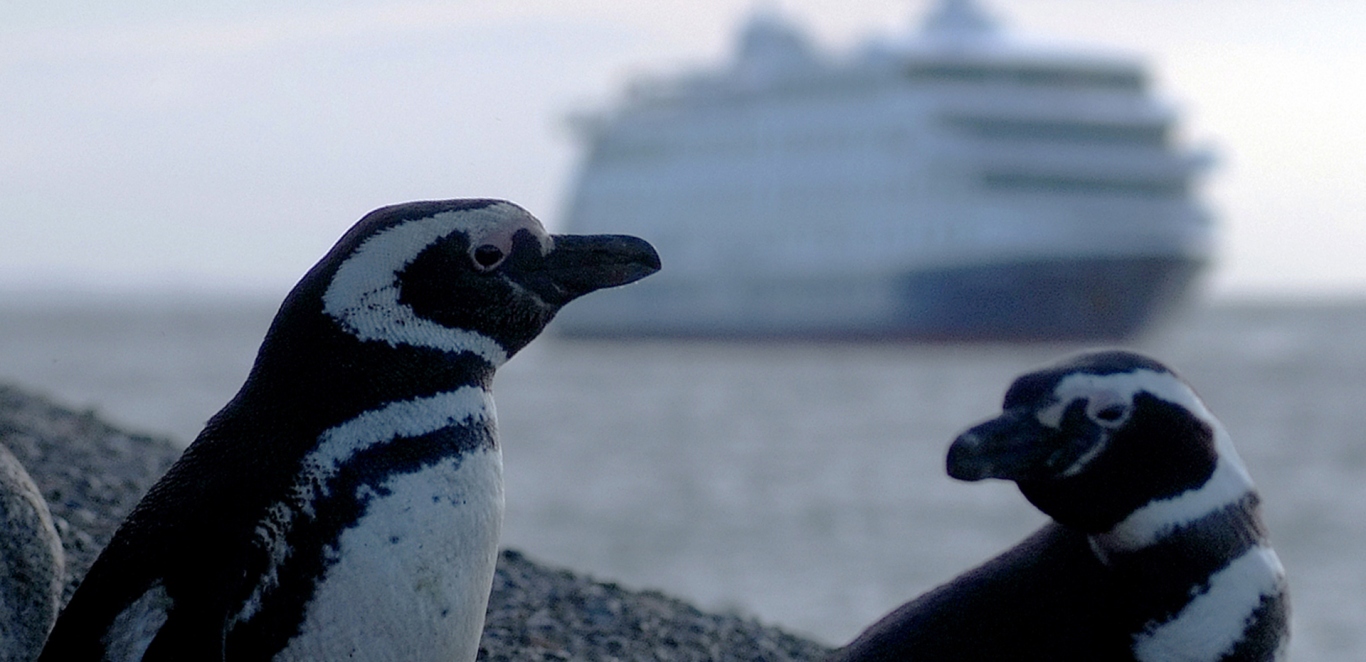 Ping&Atilde;&frac14;inos - Barco Stella Australis