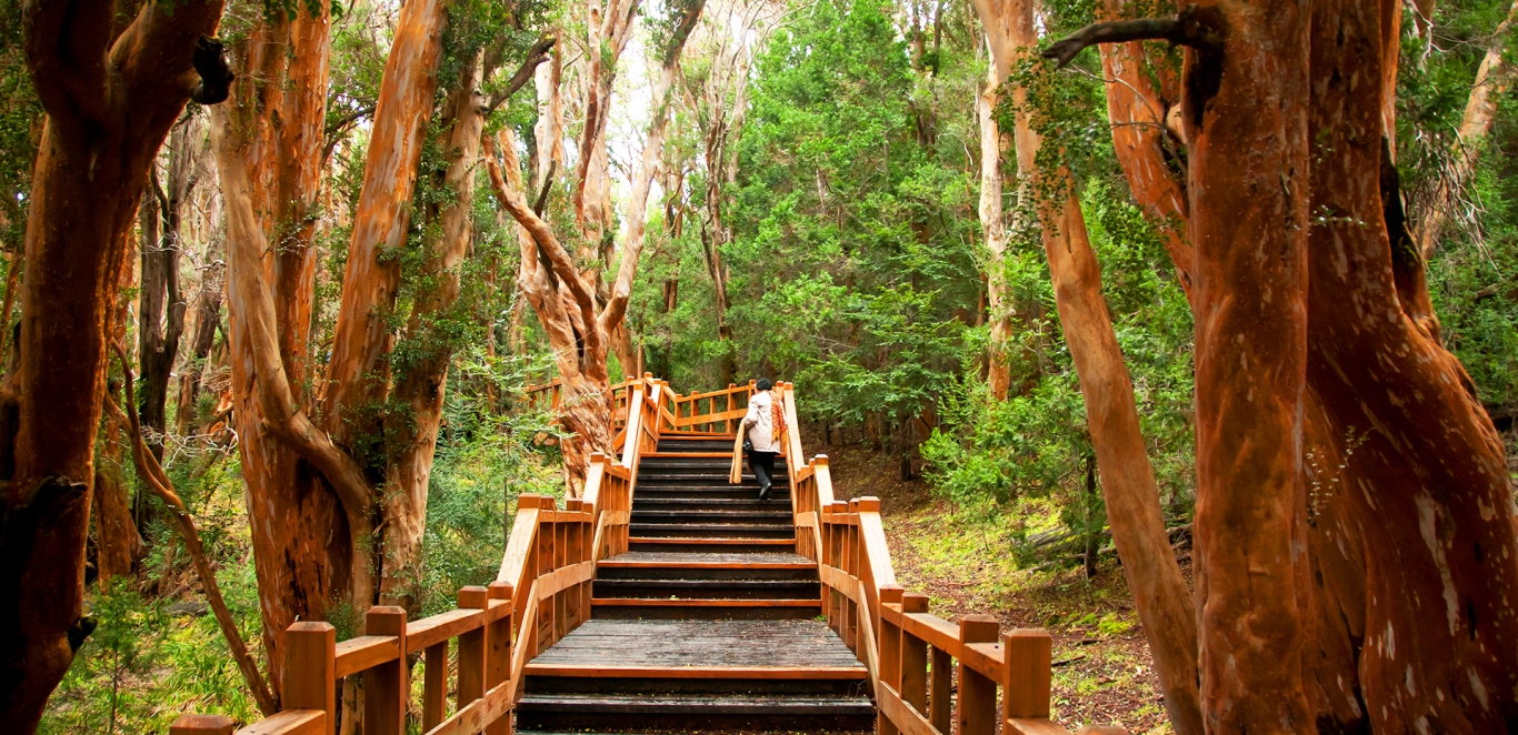 Bosque de Arrayanes