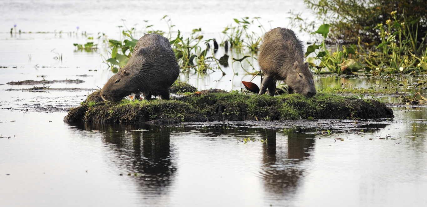 Fauna en Esteros del Ibera - Corrientes