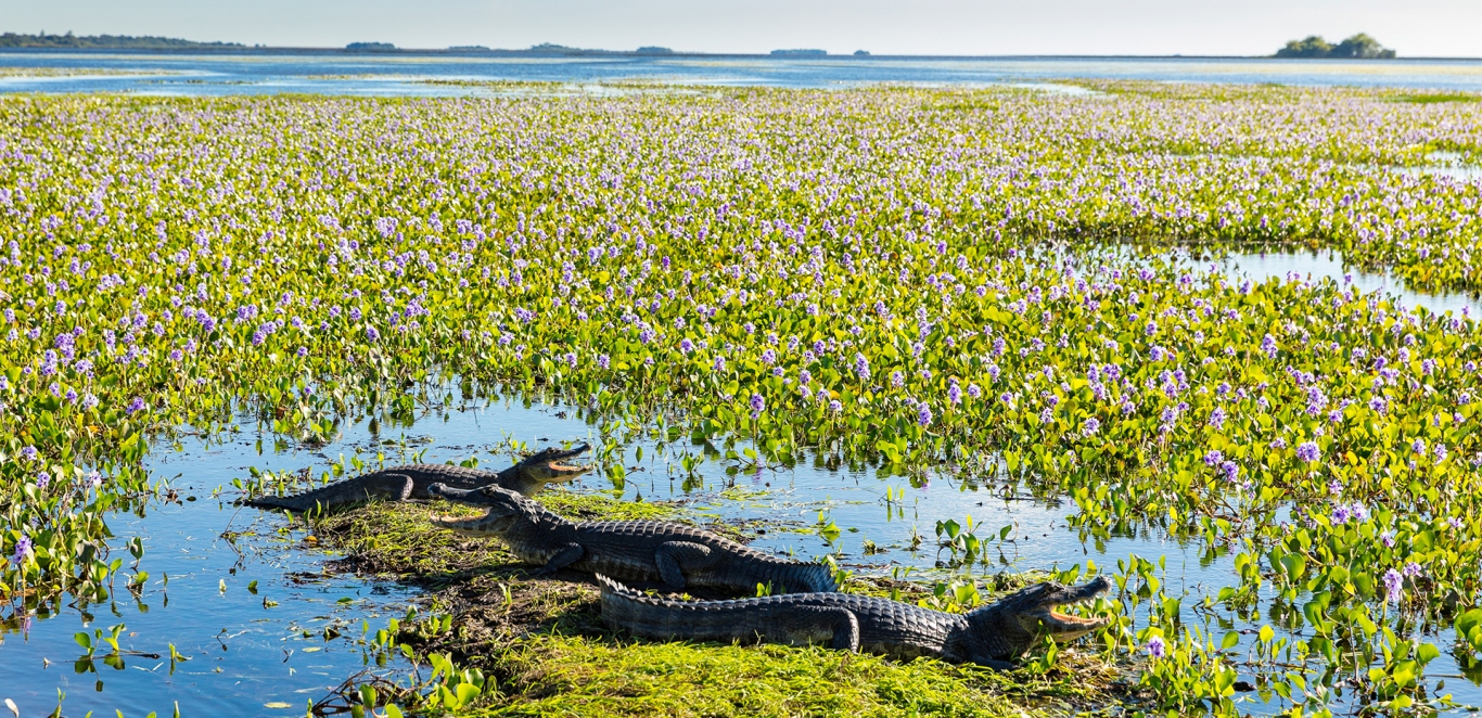 Fauna en Esteros del Ibera - Corrientes
