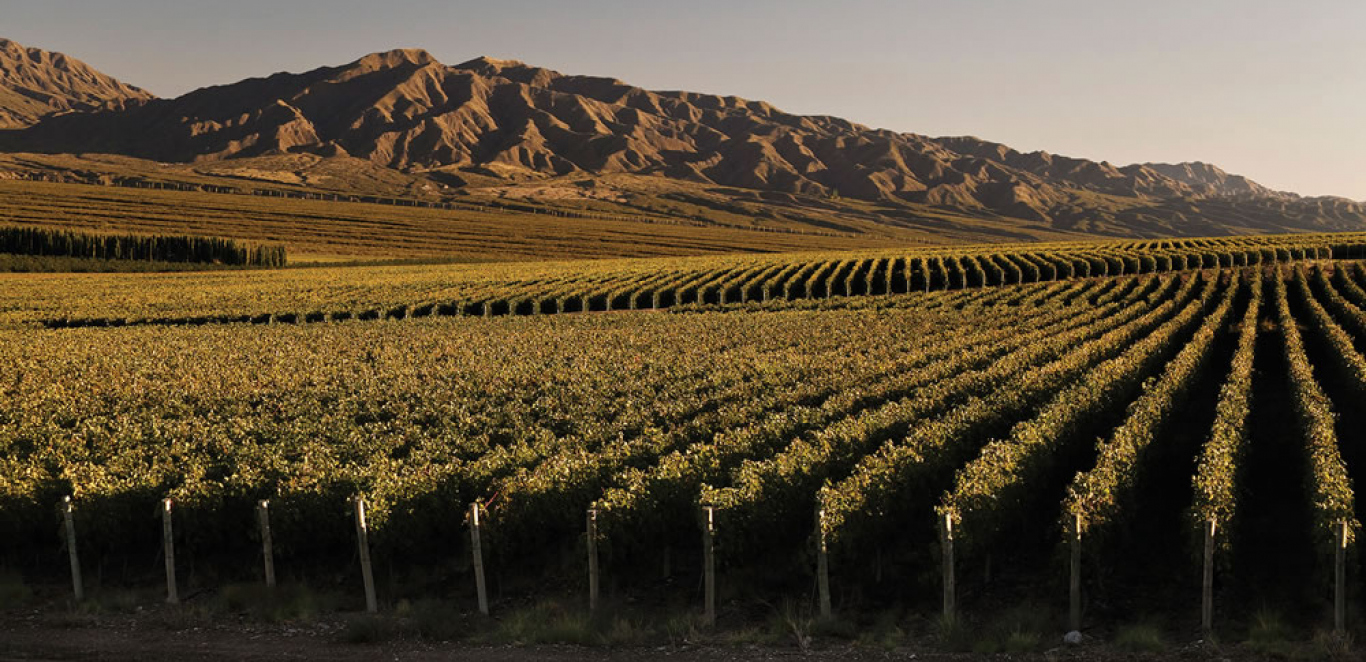 Ruta del vino