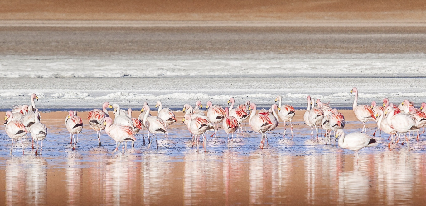 Tolar Grande - Salta