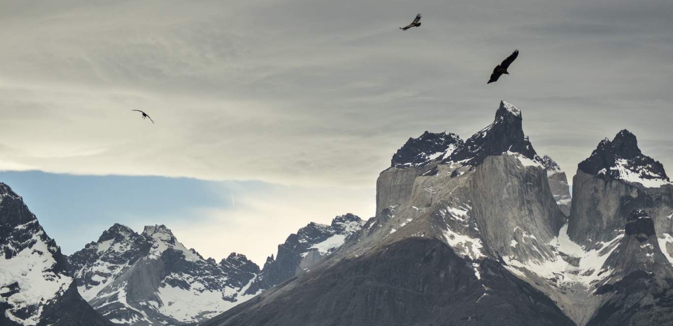 Torres del Paine - Condor