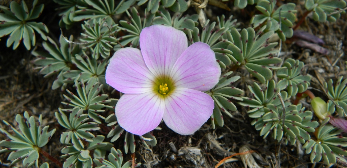 Flora Meseta lago Buenos Aires