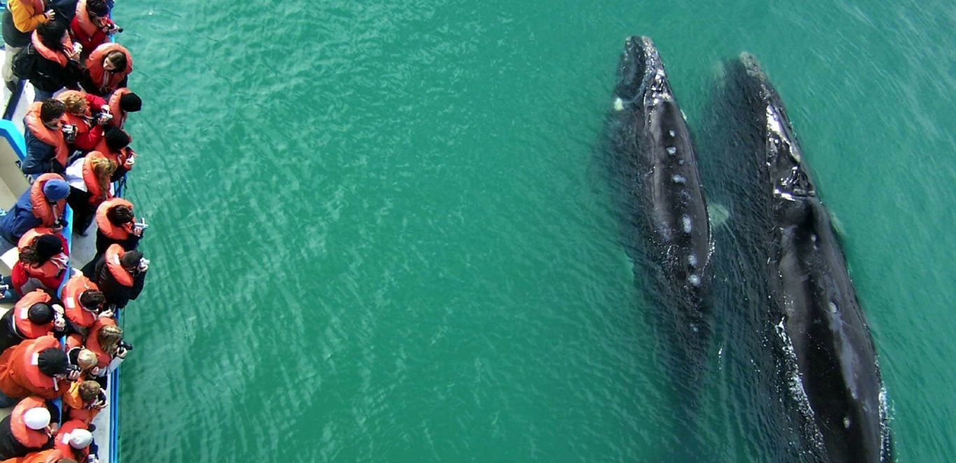Avistaje de ballena Franca Austral - Puerto Pir&Atilde;&iexcl;m