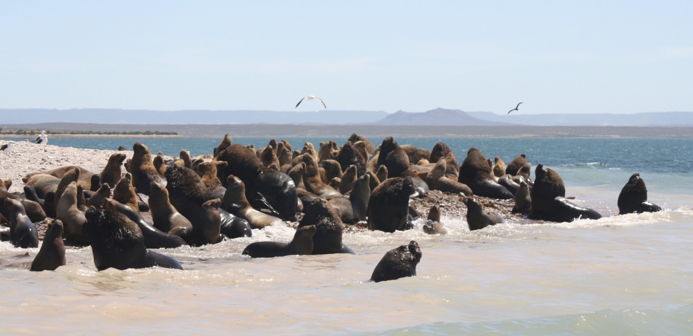 Bahia Bustamante - Chubut - Argentina - Patagonia