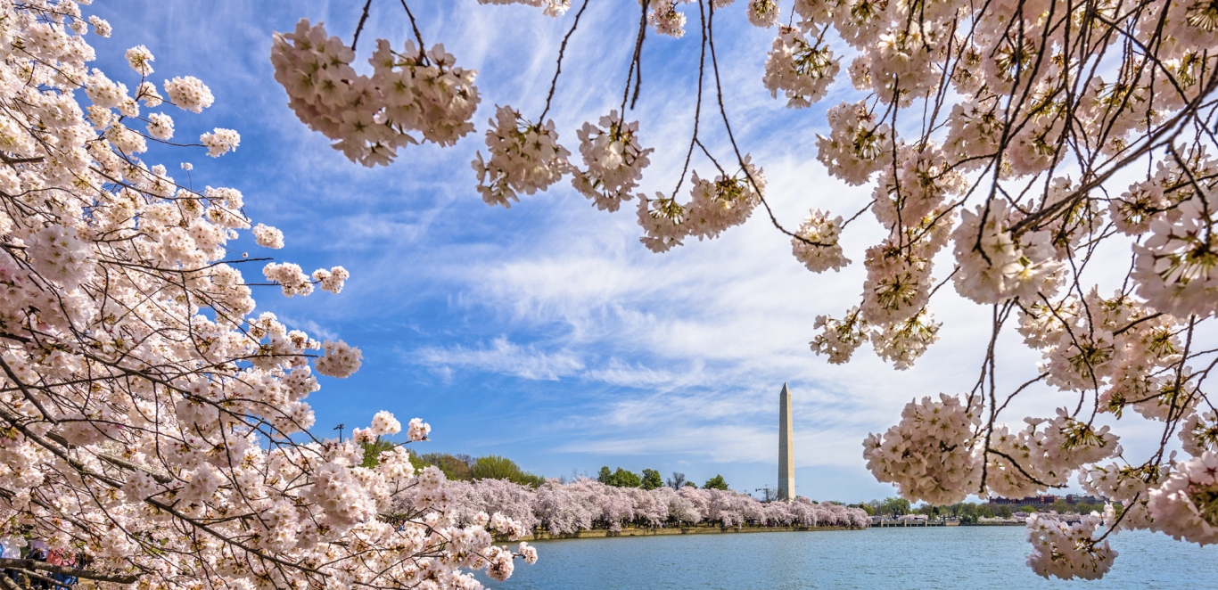 TRIANGULO DEL ESTE PLUS
