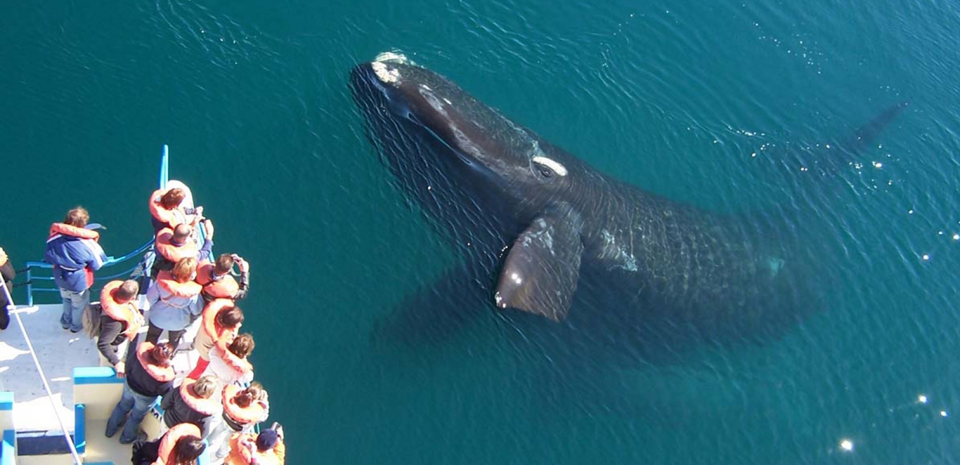 Puerto Madryn - Avistaje de Ballenas