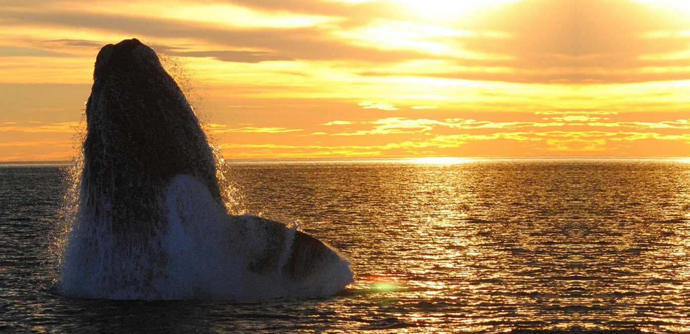 Avistaje de ballenas embarcado - Puerto Madryn
