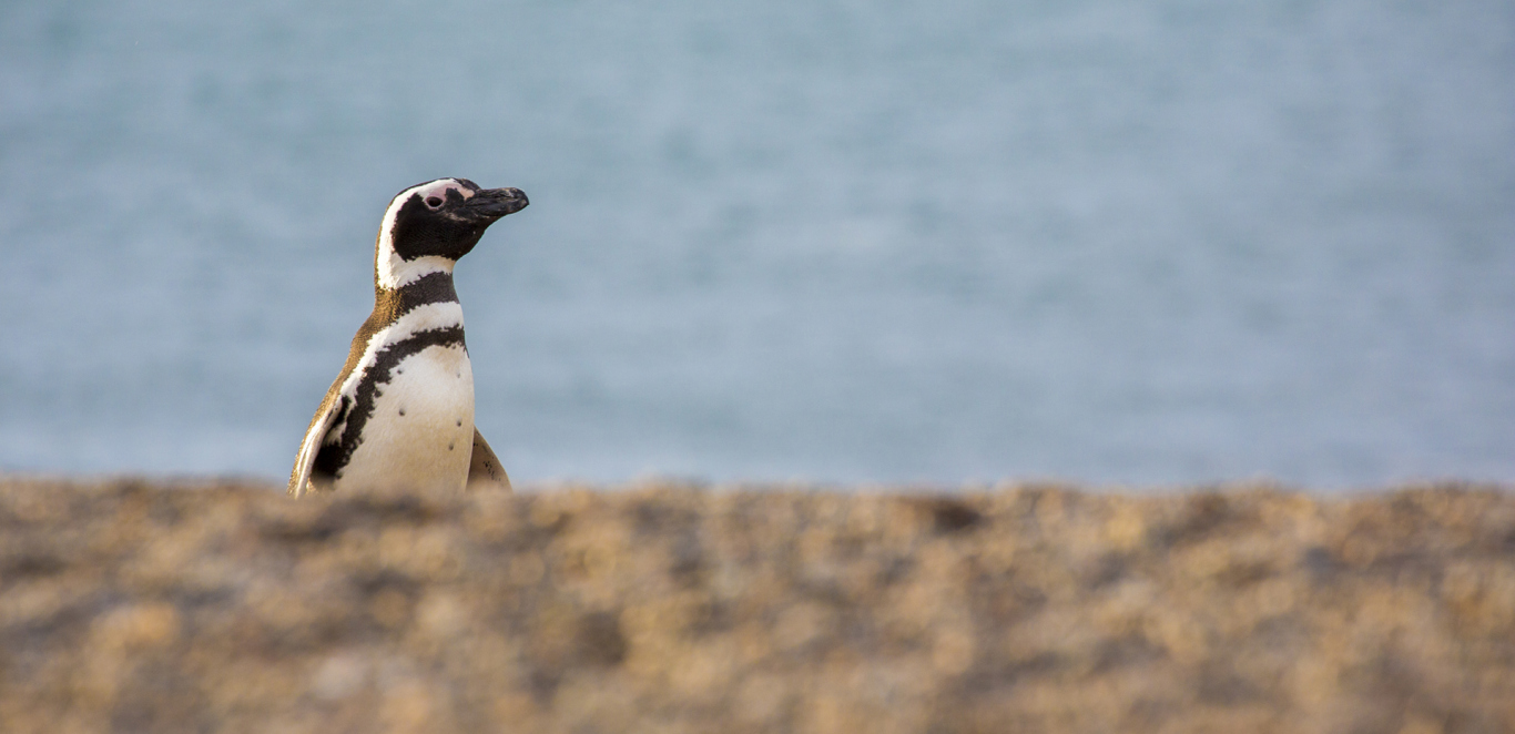 PingÃ¼inera San Lorenzo - Peninsula de Valdes