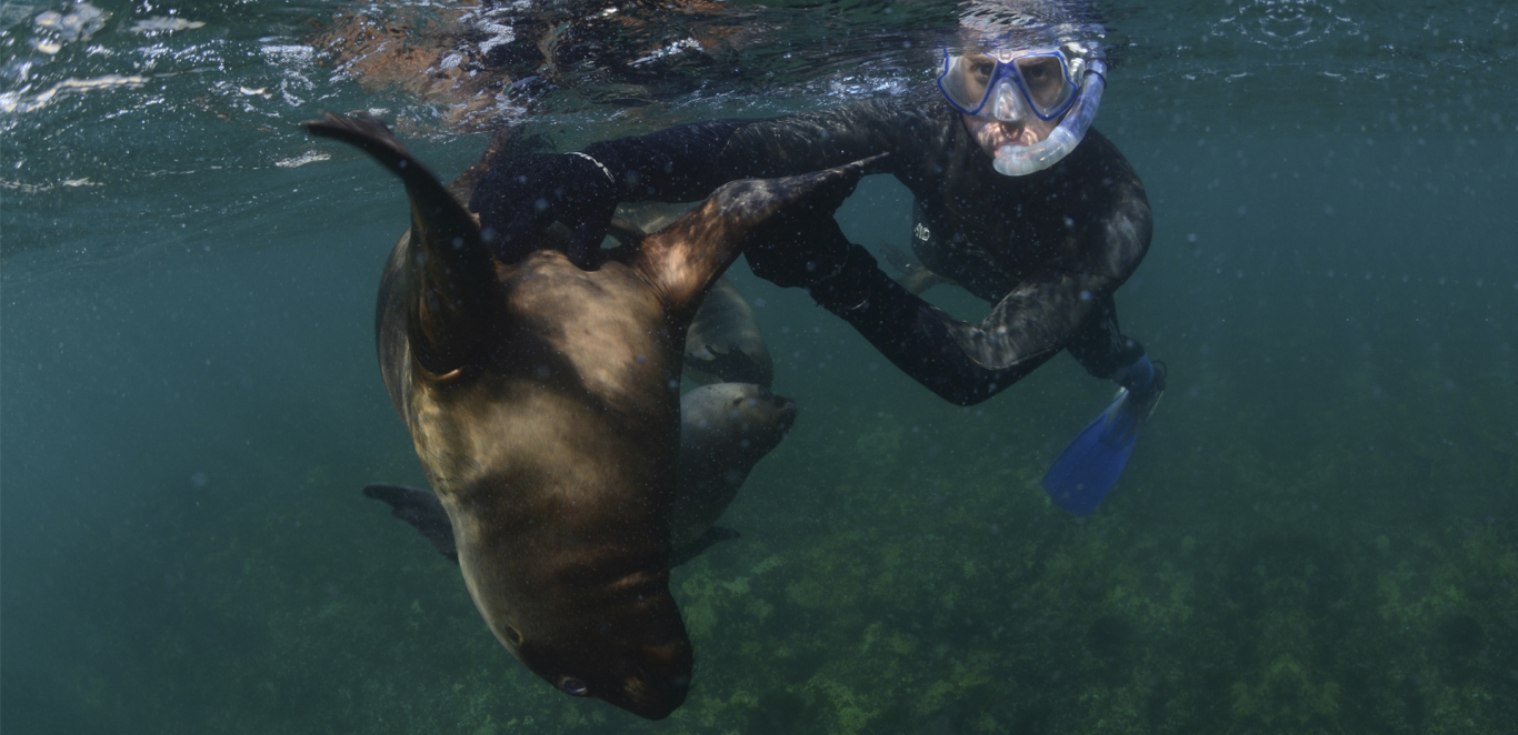 Snorkeling con lobos